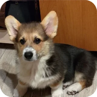 🐶