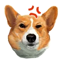 🐶