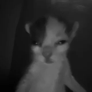 🐈‍⬛️