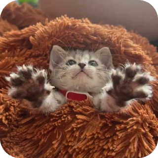 🧸