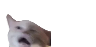 🐈