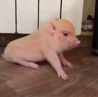🐷