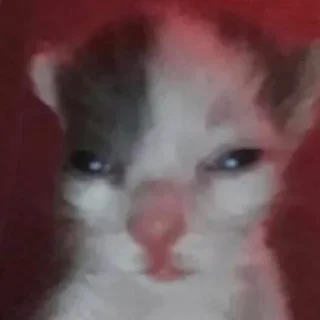 😺