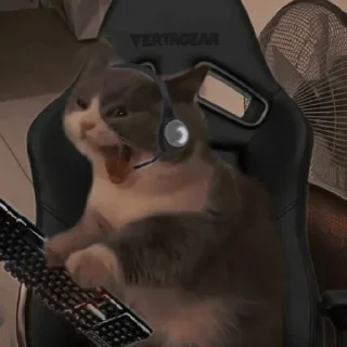 🐈