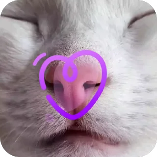 🐱