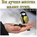 🐥