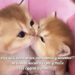 😻