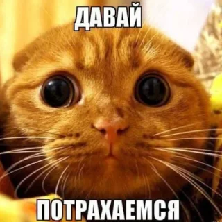 😻