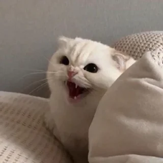 🐶