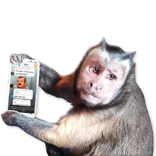 🐒