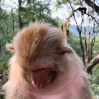 🌟