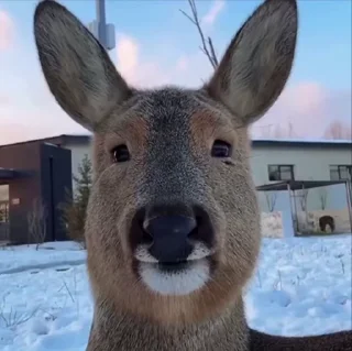 🤓