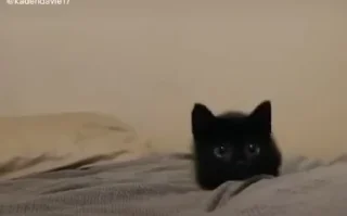 🐈‍⬛