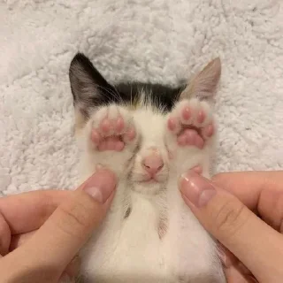 🙈