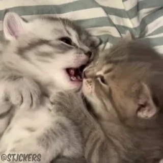 😽
