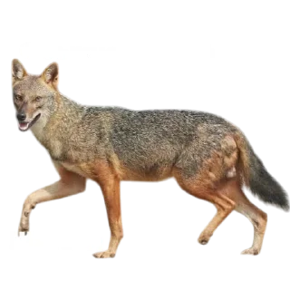 🦊