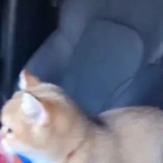 🐈‍⬛️