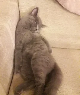 🐰