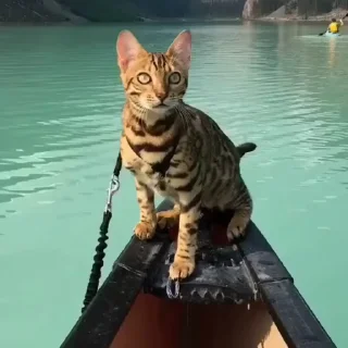 🤩