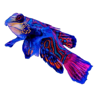🐟