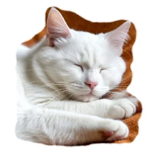 🛌