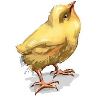 🐣