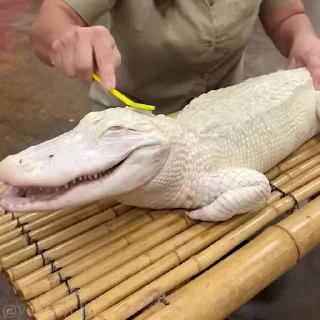 🤤