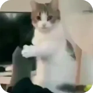 🤩