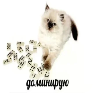 🎲
