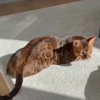 🤩