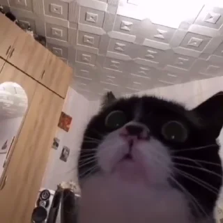 🐈