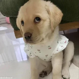 🥺