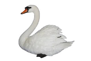 🦢