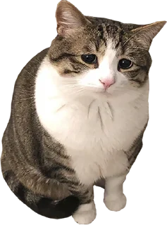 😿