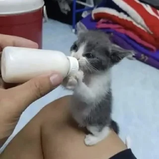 🍼