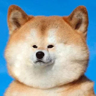 🐶