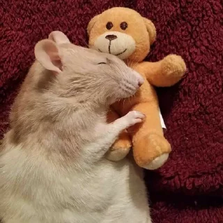 💤