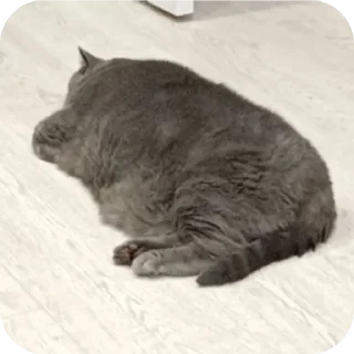 🐱