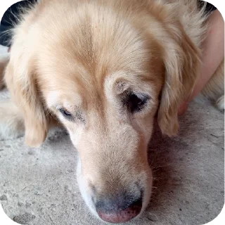 🐶