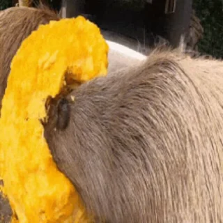 🎃