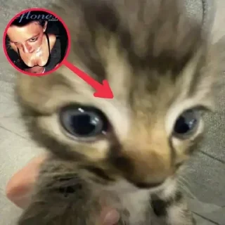 🐱