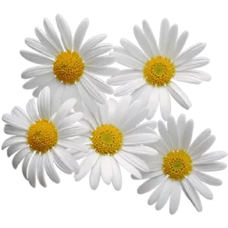 🌼