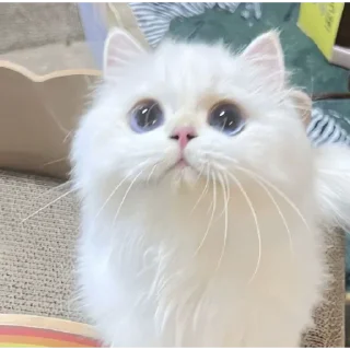 👀