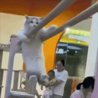 😼