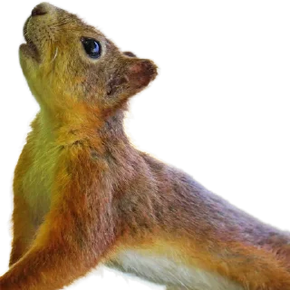 🐿️