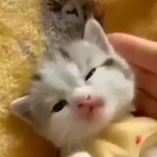 💤