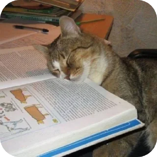 🐱