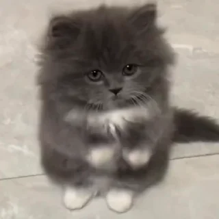 🐈