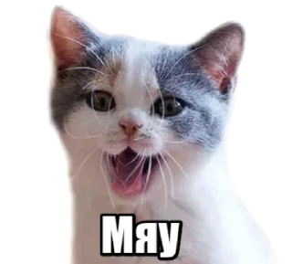 🐱