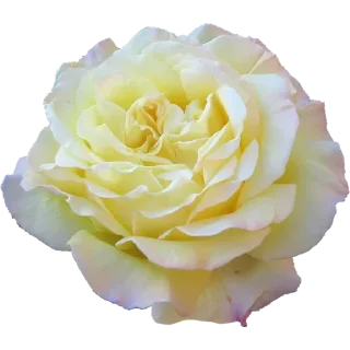 🌹